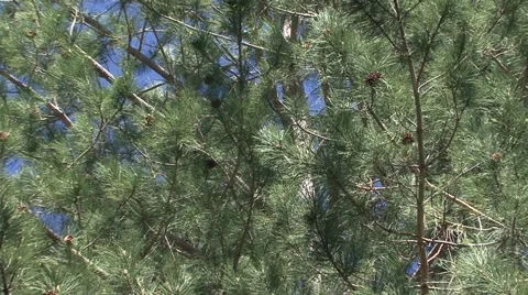 Green needles of Pine trees Stock Footage 52078636