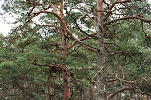 Green needles on pine trees in the forest among the dunes Foto stock