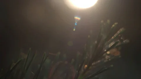 Green needles at sunlight Stock Footage 113890030
