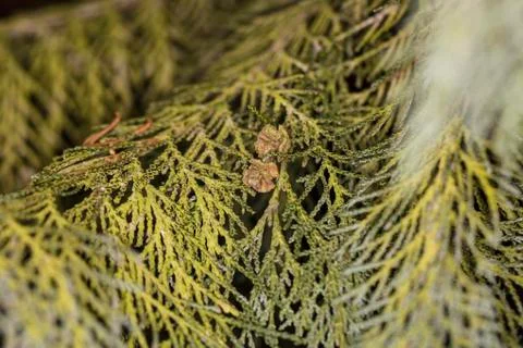 Green needles on the tree closeup Foto stock