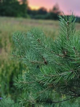 Green needles of young pine tree close up in summer Stock Photos