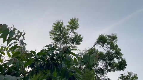 Green Neem Tree Branches Under an Overcast Sky Stock Footage 346710435
