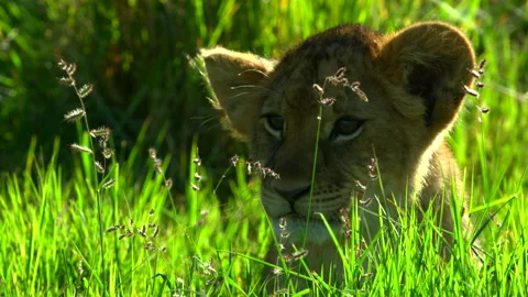 A green nest Stock Footage 201937400