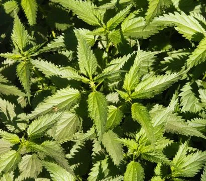 Green nettle as background Stock Photos