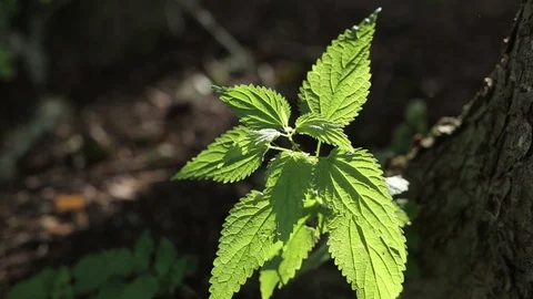 Green Nettle in bright sunlight it reels in the wind in the regiment Stock Footage 95301325