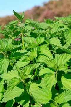 Green nettle in closeup Stock-Fotos