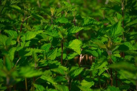 Green nettle in the foreground Stock Photos
