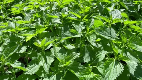 Green nettle growing in the forest Stock Footage 312216269