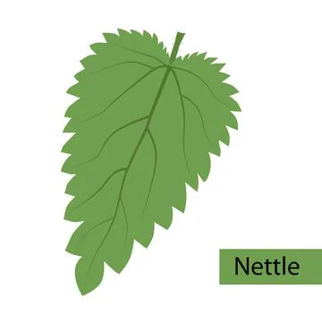 Green nettle leaf logo icon is isolated on a green background Stock Illustration