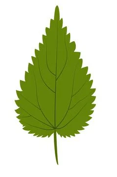 Green nettle leaf on white background Stock Illustration