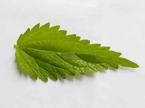 A green nettle leaf on a white background taken in close-up can be used by th Stock Photos