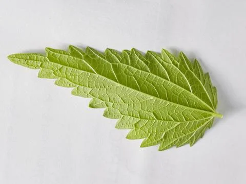 A green nettle leaf on a white background taken in close-up can be used by th Stock Photos