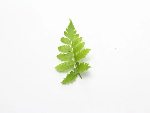 Green nettle leaf on white Stock Photos