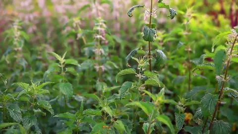 Green nettle moves slowly in the wind Stock Footage 132150702