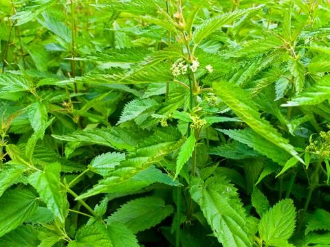Green Nettle Stock Photos