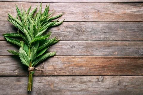 Green nettle Stock Photos