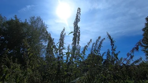 Green nettle in summer in the forest. Stock-Footage 93351943