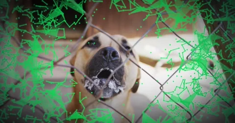 Green network overlay fading in at frame four visualizing dog shifting, sniffing Stock Footage 319571257