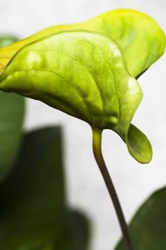 Green new leaf Stock Photos