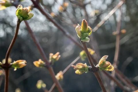 Green new spring buds on a tree branch in early spring. Sunset, dawn, evening Stock Photos