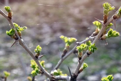 Green new spring buds on a tree branch in early spring. Sunset, dawn, evening Fotos de archivo