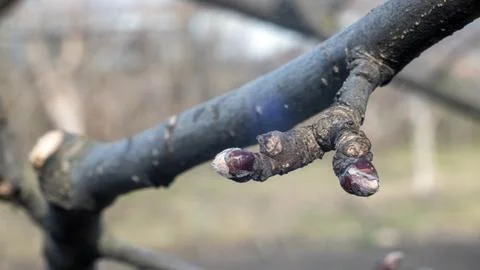 Green new spring buds on a tree branch in early spring. Sunset, dawn, evening Stock Photos