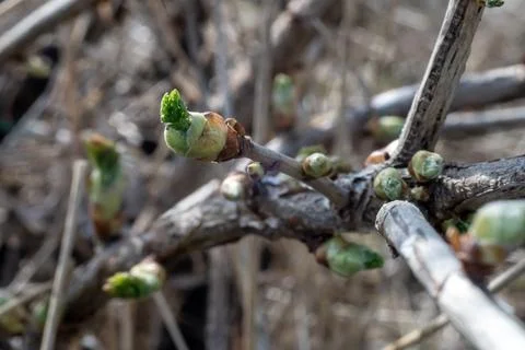 Green new spring buds on a tree branch in early spring. Sunset, dawn, evening Stock Photos