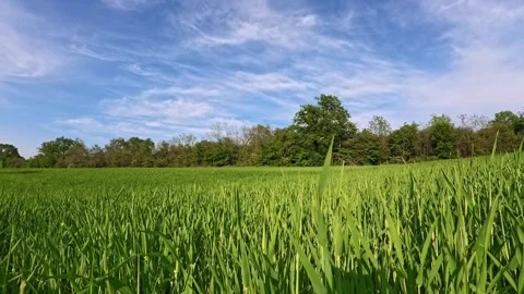 Green new with wheat ears and forest slow motion video Stock Footage 308314082