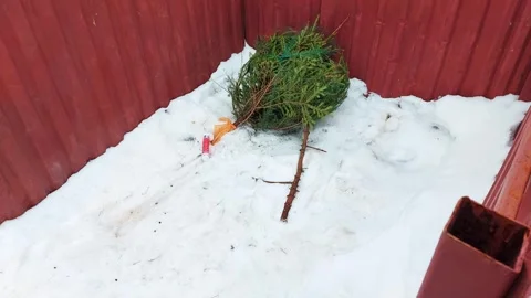 Green New Year tree thrown out of the house in the trash after the end of the Stock Footage 300869510