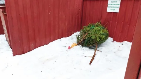 Green New Year tree thrown out of the house in the trash after the end of the Video stock 312596894