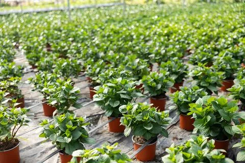 Green non-blooming hydrangea plants in pots in greenhouse Stock Photos