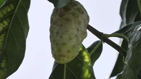 Green noni fruit hanging on a tree branch in a tropical garden close up 動画素材 341265528