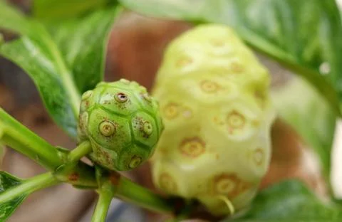 Green Noni's fruit. Foto stock