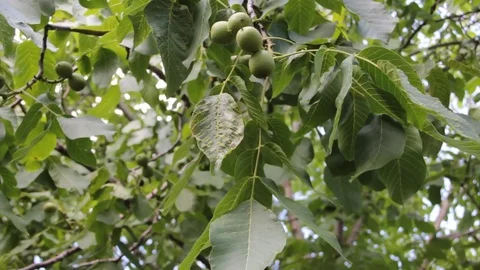 Green nut on a branch Stock Footage 76900569