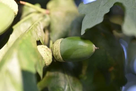 Green nuts acorns of oak on a tree. Beautiful oak seeds. Stock Photos