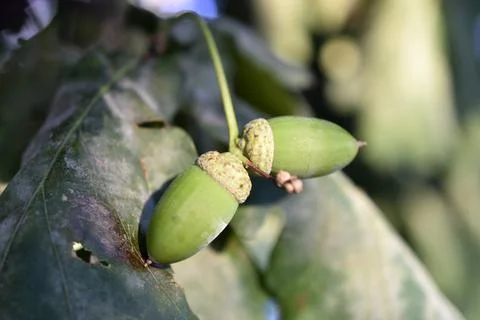 Green nuts acorns of oak on a tree. Beautiful oak seeds. Stock Photos