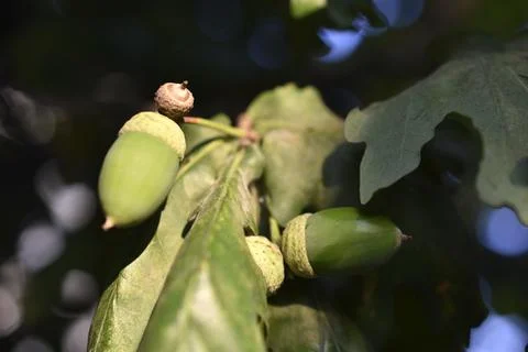 Green nuts acorns of oak on a tree. Beautiful oak seeds. Stock Photos