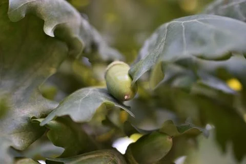 Green nuts acorns of oak on a tree. Beautiful oak seeds. Stock Photos