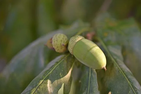 Green nuts acorns of oak on a tree. Beautiful oak seeds. Stock Photos