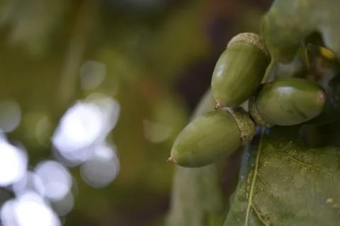 Green nuts acorns of oak on a tree. Beautiful oak seeds. Stock Photos