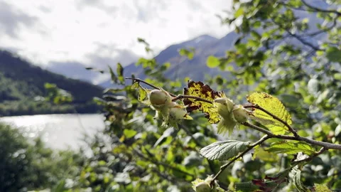 Green Nuts on a Branch with Water in the Background Stock Footage 346665479