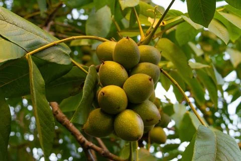 Green nuts on branches. Plants and trees. Foto stock