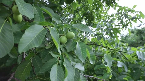 Green nuts grow on a tree. The wind shakes the leaves. Stock Footage 277466761