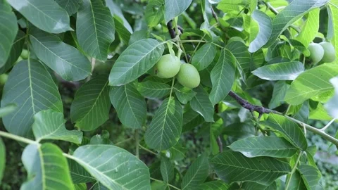 Green nuts grow on a tree. The wind shakes the leaves. Stock Footage 277466765