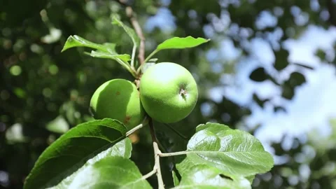 Green nuts grow on a tree. The wind shakes the leaves. Stock Footage 277466767