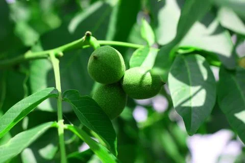 Green nuts Stock Photos