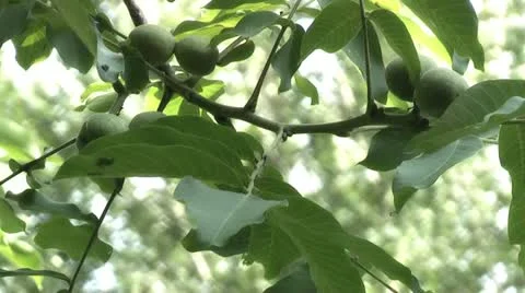 Green nuts on the tree Video stock 11290182