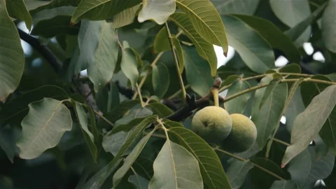 Green nuts on a tree 動画素材 238398326