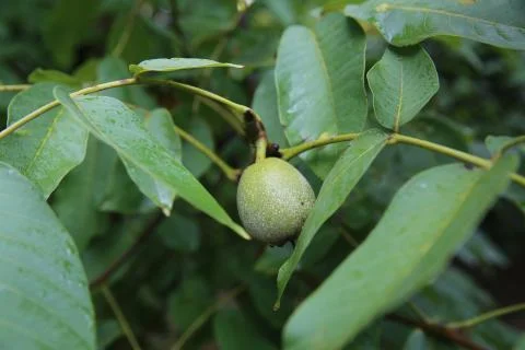 Green nuts on a tree. Walnut tree branch with fruit . Walnut tree . Stock Photos
