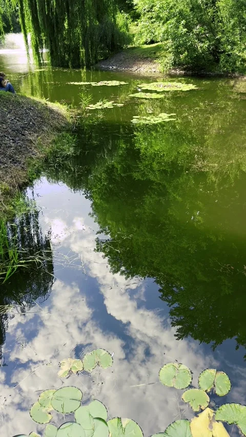 Green Nymphaea leaves on the surface of a pond and mirror reflection of trees  Stock Footage 299707737